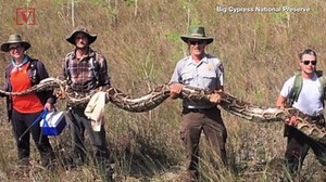 140 Pound Massive Python With Over 70 Eggs Caught in Florida