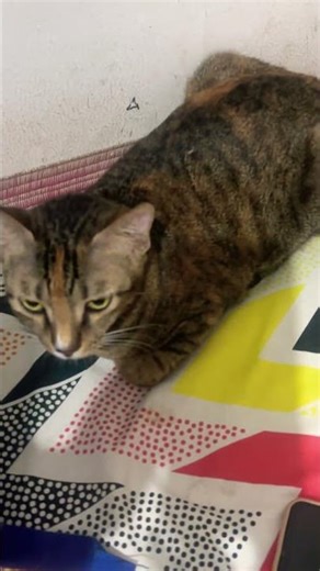 #bongocat #beebop #musical_funny_video #catcover #coversong #funnysong #musicvideo #cat #suncats