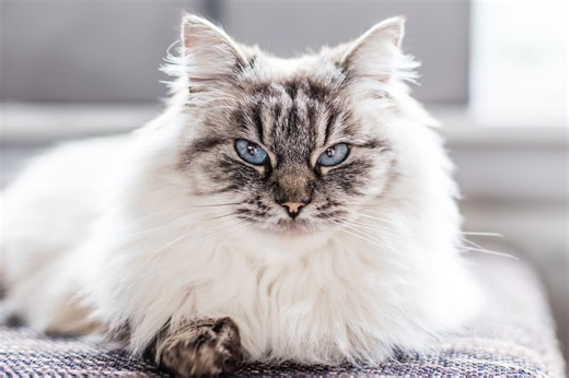 Ragdoll Cat's Angry Face in Funny Video Has Viewers Having a Field Day