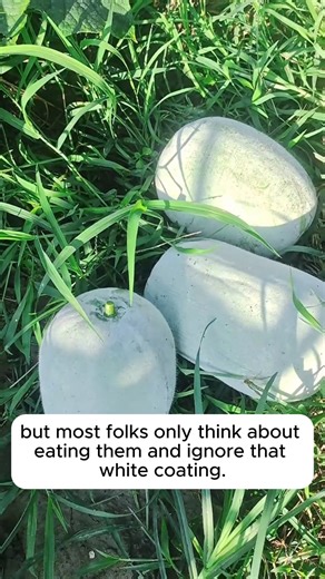 The effects of powdery mildew on squash #gardeninspiration #gardenlove #planthacks #gardeningmakemehappy | Garden Soothing