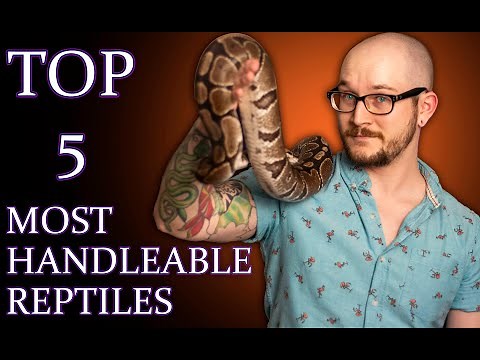Top 5 MOST HANDLEABLE Reptiles