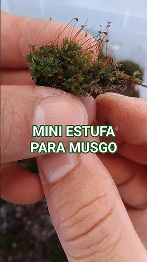 Como cultivar musgo para o seu terrário e mini jardim.