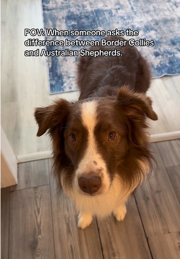 Understanding Border Collies vs Australian Shepherds