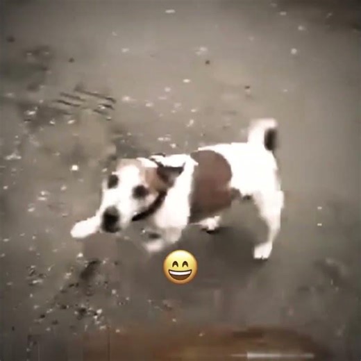 Dog...#video #meme #fypppppppppppppppppppppppppppppppppppppppppppppppppppppppppppppppppppppp #viral
