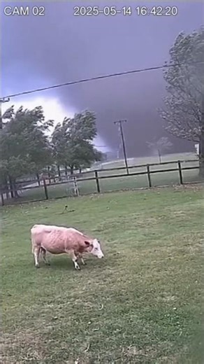 Tornado vs Cow #viral #tornado