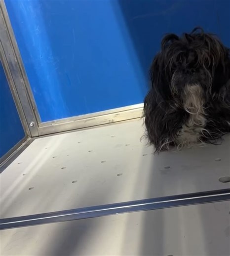 Dauntless Animal and Wildlife Rescue on Reels