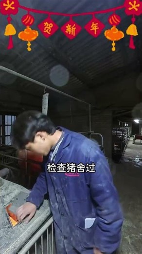 College Pigs Party: A Unique Spring Festival Tradition