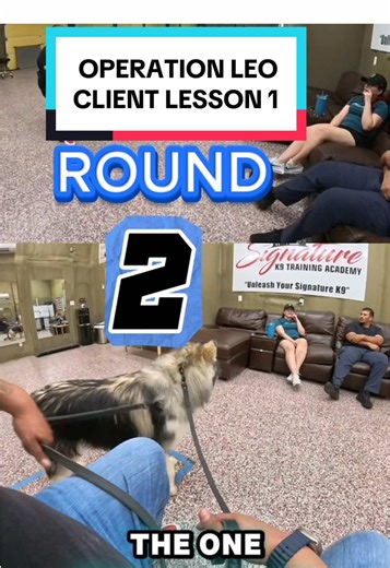 Reintroducing Leo: Dog Training Progress After 4 Weeks