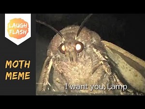I Want You LÄMP! Moth Meme by Grandayy