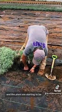 How to transplant mature lavender plants