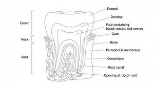 4K Human Tooth structure animation illustration