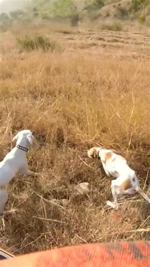 partridge hunting with pointer dogs