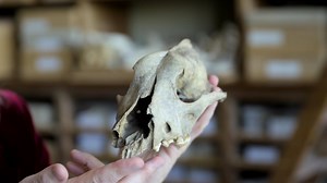 Can Bones Reveal How Dogs Evolved from Wolves?