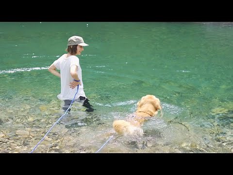 The golden retriever swimming proudly in his favorite river is so cute lol