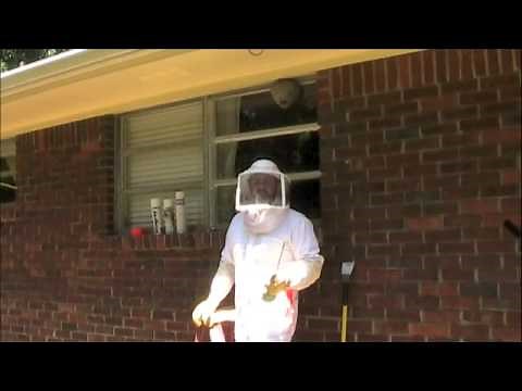 Bald Faced Hornet Nest Control and Removal