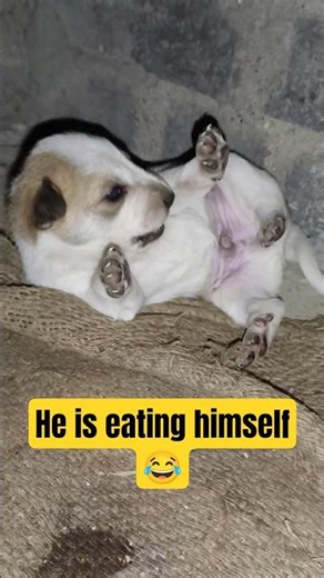 He is eating himself #puppy #cute #funny #shorts #ytshorts
