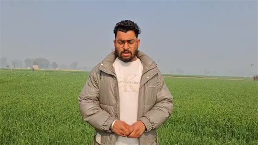 Dr. Agriculture Punjabi on Instagram: "#farmer #organicfarming #khetibadi #farming #kissan #firefighter @highlight Gurdev Nadha Ravi Kamboz Gurwinder Kamboj Phalaris minor, also known as little seed canary grass, is a highly competitive weed that can significantly reduce wheat yield through its early and vigorous growth. Studies have shown that uncontrolled infestations can cause substantial yield losses, sometimes even leading to crop failure in severe cases. Yield loss percentages Variable los