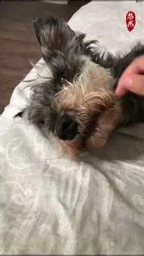 今天不想被摸，但可以开“战”扫地机😆🐶 | Not in the Mood for Pets… But Ready to Fight the Vacuum 😆🐶【悠然居】
