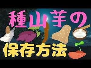 山芋の種芋を冬越させる方法です 山芋の種類は台湾山芋 沖縄山芋 大薯 つくね芋と呼ばれている山芋です 害虫や病気にも強く家庭菜園でも手軽に栽培可能です