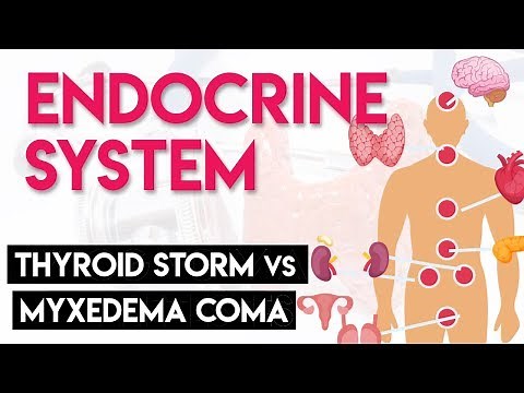 Thyroid Storm vs. Myxedema Coma | Endocrine System (Part 6)