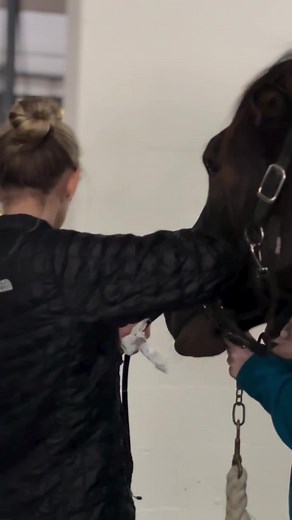 A gastroscopy is a complete examination of the two lining tissues within a horses stomach. Preformed under light sedation, a veterinarian uses a 3.5m flexible video endoscope which is able to collect images at specific points around the stomach that are graded and defined by type. #avsequinehospital #gastroscope #ulcers #stomach #horse #equinevet
