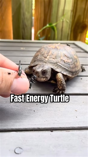 Watch Splinter Chase His Food 😂