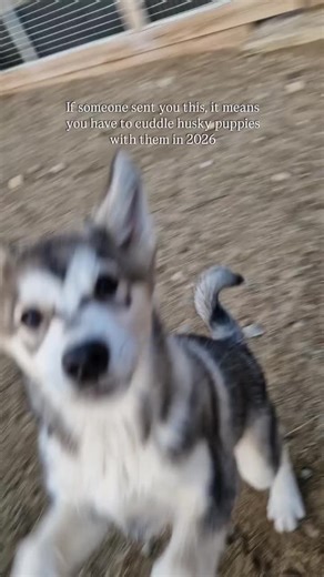 #siberianhusky #doglovers #puppies