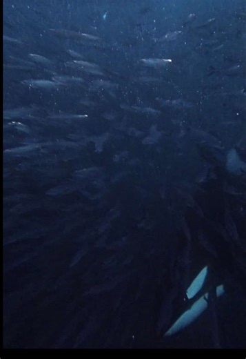Orcas and Humpback Whales Feeding Frenzy in Norway