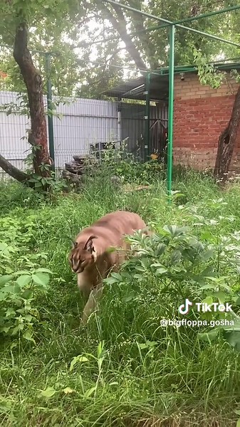 Gosha the Cow's Unique Grass Trail