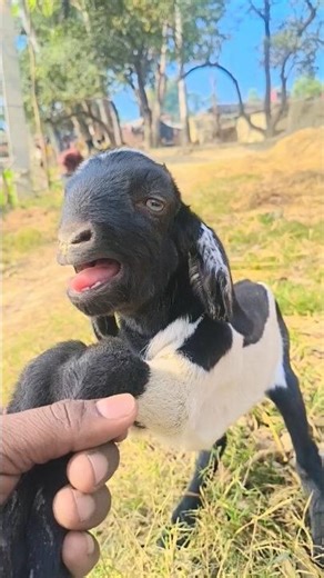 baby goats 🐐 farming sound #goat #animals #sound #viralvideo #viralshorts #viralvideo