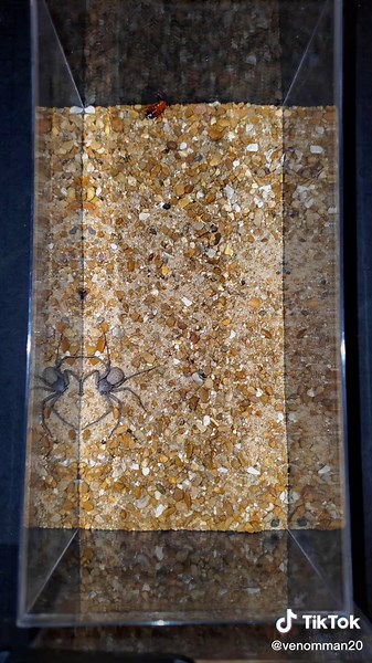 Feeding the Six Eyed Sand Spider - Venomous Spider Feeding Time!