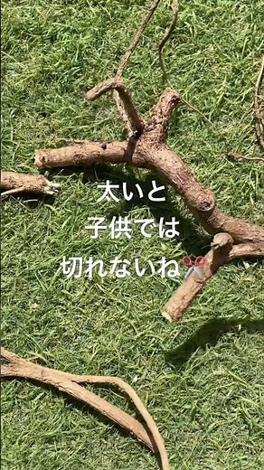 棘ありタラの芽の植え替えついでに種根の根付け。タラの木増殖してます！！rootcutting 根挿し方 家庭菜園 小学生自然探検
