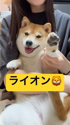 バブみの強いライオン🦁#柴犬 #豆柴 #shibainu #犬 #犬のいる暮らし #shorts