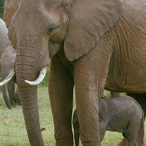 93K views · 867 reactions | Zero elephants were poached in a year at this top Africa wildlife park in Mozambique. | cheddar news | Facebook