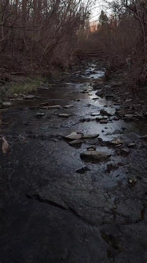 Exploring Diatoms Under the Microscope