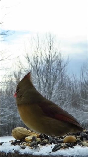 Northern cardinal and dark-eyed junco have a snack on a winter afternoon