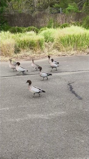 A Flock of Australian Wood Ducks #sydney #birds #wildlife