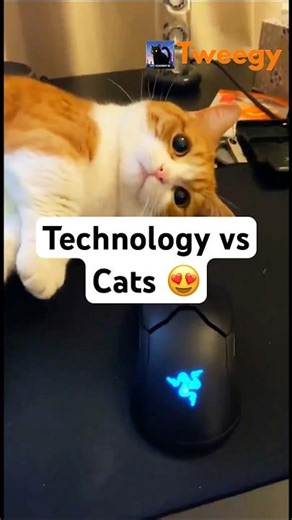 The Latest Technology… Blocked by Cats 😼💻