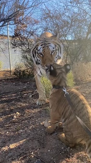 57K views · 2.7K reactions | Harvest is the first to meet new friends ❤️ #harvest #exodus #SoFiBreakUpChallenge #BbStyleFearlessly #chuff | Kaitlin Richard | Facebook