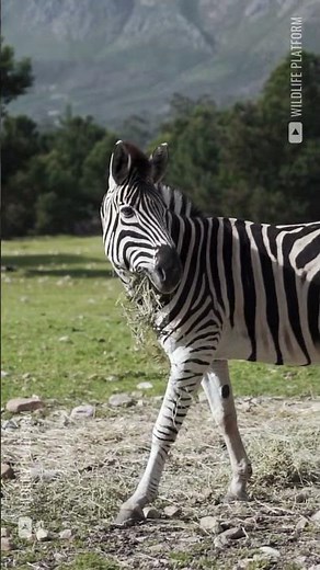 Zebra Stripes & Savannah Life: Nature’s Optical Illusion #Zebra #AfricanSavanna #wildlifeafrica