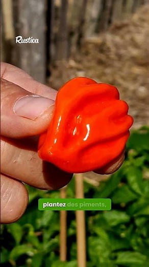 Chili Peppers and the Scoville Scale