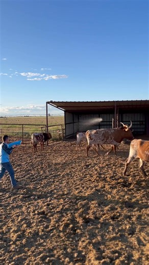 3.3M views · 12K reactions | It’s that time of the month, time for some fly control! Did you know fly bites stress cattle and make them lose weight? We use the Spyra three and the Spyra go to spray out cattle with permethrin for fly control. Get yours at Spyra.come/twistedtscattle Discount code: Twistedtscattle for 5-10% off any Spyra product | Twisted T’s Cattle LLC | Facebook