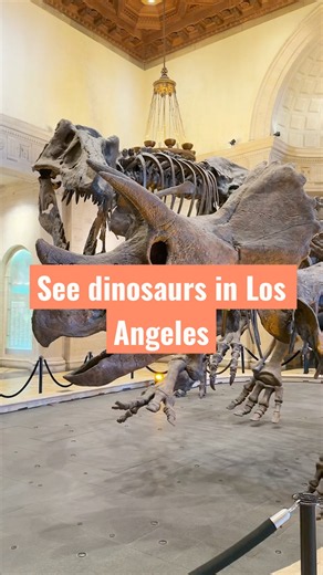Inside LA's Massive Natural History Collection #shorts