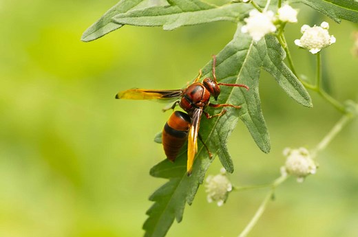 Red Wasps in Texas: Identification & Where They're Found