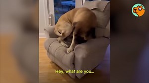 This giant mastiff acts like a baby - and teams up with his tiny brother