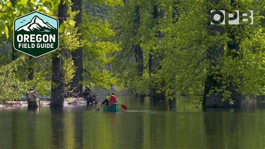 探秘华盛顿神秘消失湖：春季现夏季隐，罕见鸢尾与白杨林的奇观