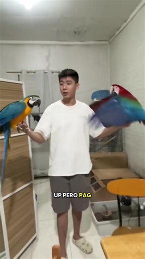 The Fascinating World of Macaws