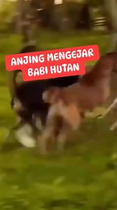 Berburu babi hutan anjing pemburu mengejar babi hutan aksi ini ada salah satu momen yang sangat seru dan menghibur untuk yang hobi berburu babi #berburubabihutan #berburubabi #videoberburu #anjingterlatih #anjingpemburu #anjingvsbabi #babi #babihutan #anjingkampung #anjingpintar #anjingmengejarbabi | Yank Efendi