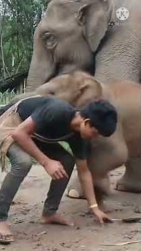 Elephant baby playing with human | elephant baby playing funny | elephant baby behaviour | caretaker
