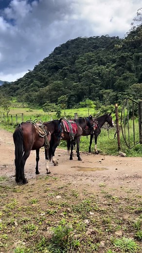 Horses waiting To Head Back To Homestead #offgrid #homestead #horses #packhorses